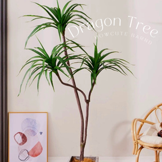 [พร้อมส่ง]🌱DRAGON TREE (ต้นมังกร) ต้นนี้ใบสีเขียวล้วนนะคะ ทรงต้นมินิมอลเก๋มาก แต่งบ้านสวยไม่ซ