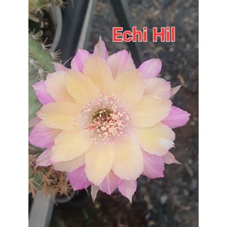 💚อิชินอฟ Echinopsis Hildewintera hybrid ไม้นอกนำเข้า💚♥️ดอกสีตามรูปค่ะ🌵หน่อเด็ดสด🌵กระบองเพชร🌵แคคตัส