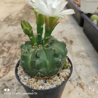 Gymnocalycium horstii ไซน์กระถาง 3 นิ้ว