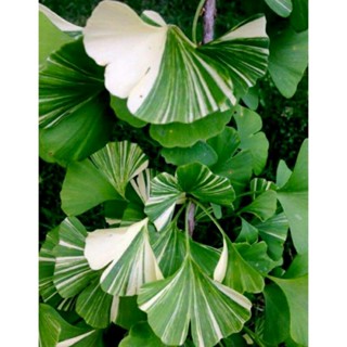 เมล็ดพันธุ์แปะก๊วยด่าง ไวท์ ไลท์นิ่ง (Variegated White Lightning Ginkgo Biloba Seed) บรรจุ 10 เมล็ด ของแท้ คุณภาพดี