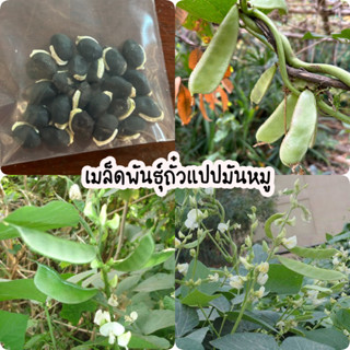 เมล็ดพันธุ์ถั่วแปบ มันหมู ผักพื้นบ้าน ถั่วแปบขาว (20เมล็ด)