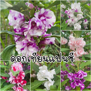 เมล็ดเทียนซ้อน แฟนซี คละสี 500 เมล็ด