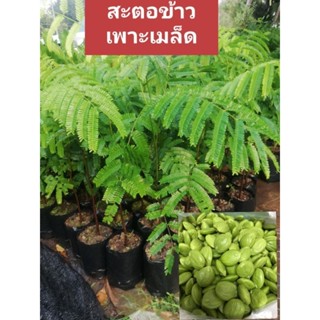 ต้นสะตอข้าวไม้เพาะเมล็ด สูง 30 cm ขึ้นไป ราคา 35 บาทค่ะ