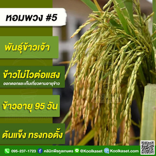 พันธุ์​ข้าว​ปลูก ข้าวเจ้า หอมพวง#5  ข้าวนาปี นาปรัง เมล็ดข้าวยาวใหญ่ กลิ่นหอม คุณภาพดี บรรจุ 25 กิโลกรัม คูลเกษตร KR8