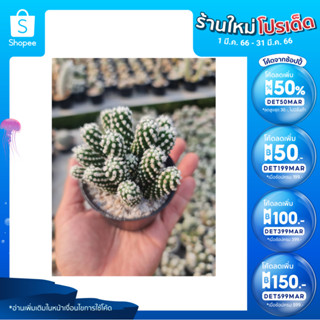 🎉เหลือ 30.- กรอกโค้ดDET50MAR ] โอรุกะ (Mammillaria gracilis oruga) อยู่ในกระถาง 3นิ้ว