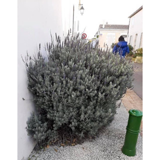 #ลาเวนเดอร์เกรย์ #Graylavender 💜💜💜  กระถาง 6 นิ้ว  #ลาเวนเดอร์ #lavender #lavandula #ขายต้นไม้ออนไลน์ #พืชเมืองหนาว