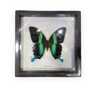 ผีเสื้อสต๊าฟ กระจกพื้นหลังขาว(Papilio Blumei)