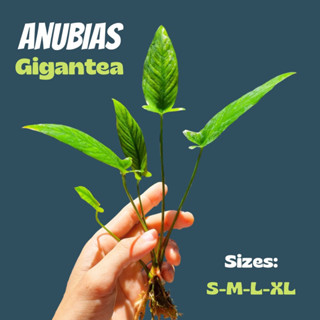 เลือกได้ 3 ขนาด อนูเบียสสามแฉก – ANUBIAS GIGANTEA  ต้นไม้น้ำ