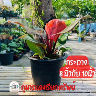 ต้นไม้มงคล 🌳กุมารแดง🔴เรียกทรัพย์(ใบกลม)กระถาง8นิ้ว