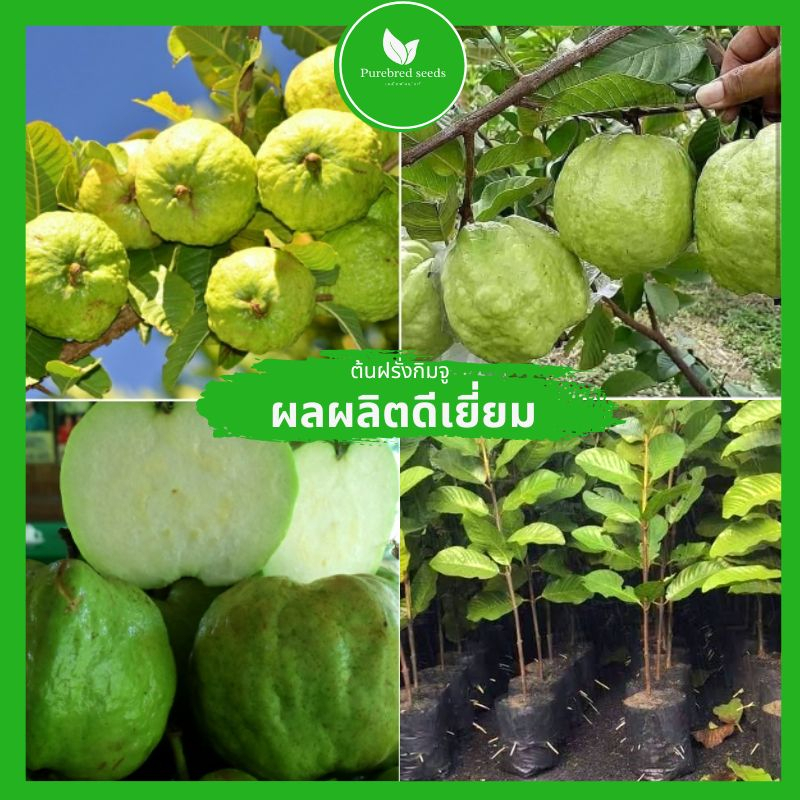 [ต้นกล้าสุขภาพดี] ต้นฝรั่งกิมจูโตเร็ว ต้นสูง 60-80ซม. ต้นพันธุ์แท้โรคแมลงรบกวนน้อย