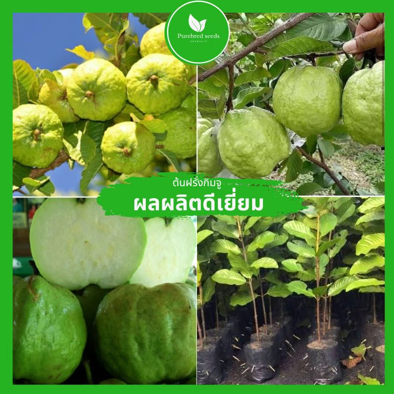 [ต้นกล้าสุขภาพดี] ต้นฝรั่งกิมจูโตเร็ว ต้นสูง 60-80ซม. ต้นพันธุ์แท้โรคแมลงรบกวนน้อย