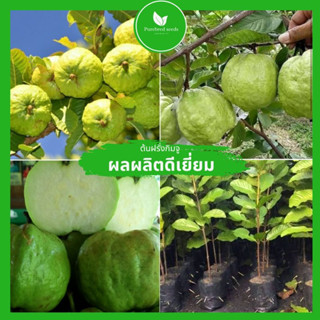 [ต้นกล้าสุขภาพดี] ต้นฝรั่งกิมจูโตเร็ว ต้นสูง 60-80ซม. ต้นพันธุ์แท้โรคแมลงรบกวนน้อย