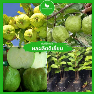 [ต้นกล้าสุขภาพดี] ต้นฝรั่งกิมจูโตเร็ว ต้นสูง 60-80ซม. ต้นพันธุ์แท้โรคแมลงรบกวนน้อย