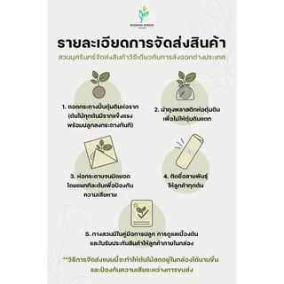 ต้นโกสนพันธุ์แคระ แก้วเพทาย ทรงพุ่ม สูง 20-30 เซนติเมตร ซื้อ 10 แถม 1 (จัดส่งแบบถอดกระถาง+รับประกันสินค้า)