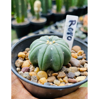 แอสโตรไฟตัม สตาร์เชฟ ปลาดาว  ปลาดาวจีน Star shape Astrophytum Cactus กระบองเพชร