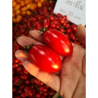 เมล็ด​มะเขือเทศ​ พันธุ์​โซลาริโน (Solarino)