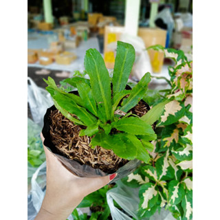 ต้นผักชีใบเลื่อย1ถุงดำเล็ก1ต้น ผักชีใบเลื่อยผักสวนคัว