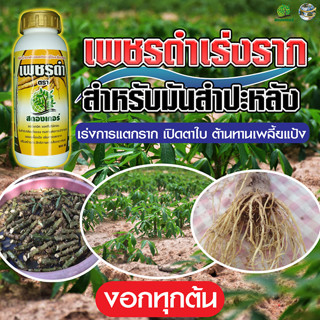 เพชรดำแช่ท่อนพันธุ์  ✅  สูตรเร่งราก เพิ่มหัวมัน ป้องกันเพลี้ยแป้ง ขนาด500cc.