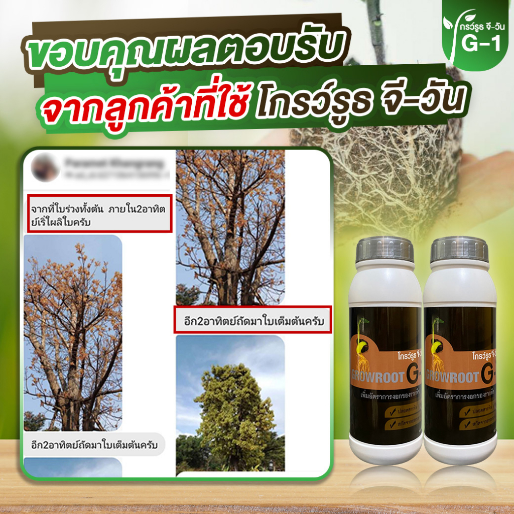 ยาเร่งราก โปร 4 ขวด  แบบผง โกรว์รูธ จี-วัน เร่งราก เร่งใบ น้ำยาเร่งราก กระตุ้นการแตกใบอ่อนต้นสมบูรณ์ - รูปที่ 6