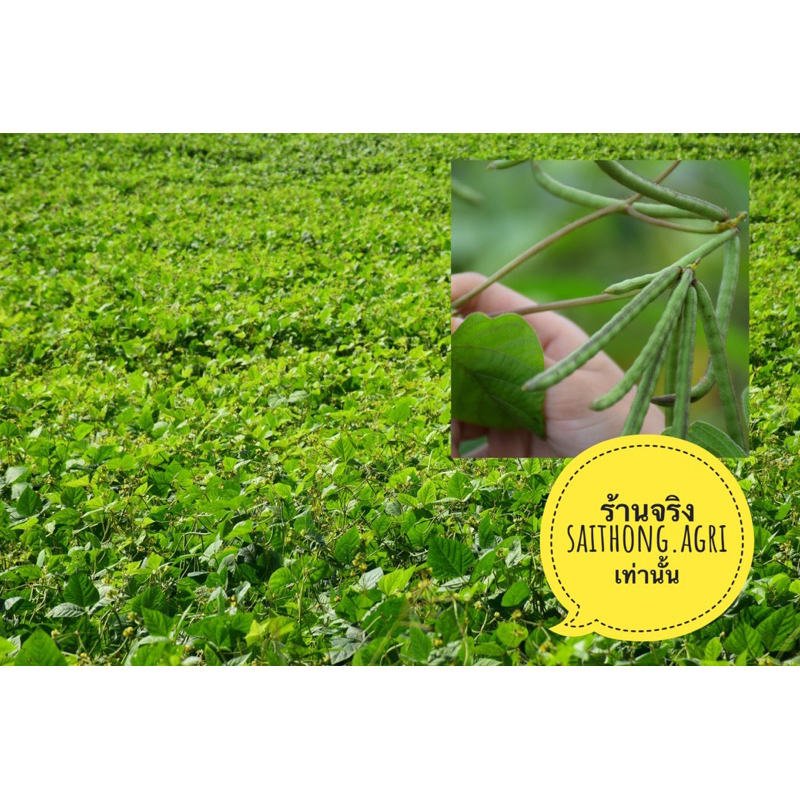 ถั่วเขียว 5ก.ก สำหรับปลูกเพื่อเป็นพืชคลุมดิน เป็นปุ๋ยพืชสด ไม่ใช้ขยายพันธุ์ - รูปที่ 2