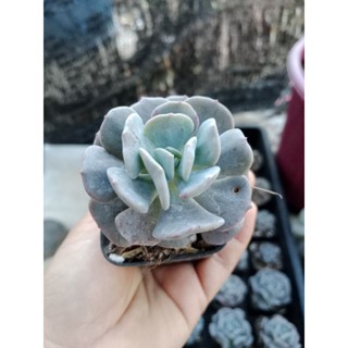 Echeveria Cubic Frost อิชิเวเรีย คิวบิค ไม้อวบน้ำ กุหลาบหิน กระถาง 2นิ้ว