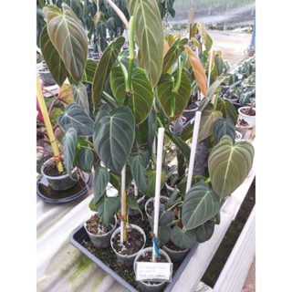 Philodendron Melano *สินค้าในภาพเป็นสินค้าส่งจริง* ฟิโลเดนดรอน เมลาโนไครซัม, กระถาง 4-6 นิ้ว รากแน่น ใบใหญ่ พร้อมส่ง