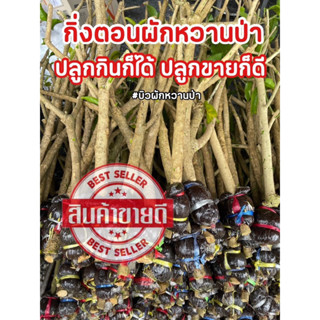 ผักหวานป่า กิ่งตอนขยายพันธ์ ยอดเหลืองใบกลม ขนาดท่อ4หุ่น