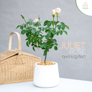 Treeno.9 T350 Juliet Rose​ (กุหลาบ จูเลียต​)​ ดอกสีครีม ต้นใหญ่ / ถุง 8 นิ้ว / สูง 60-70 ซม. / ไม้ประดับ ดอกไม้ความรัก (ต้นไม้)