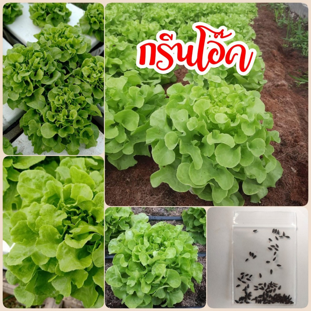 เมล็ด​พันธุ์​ กรีนโอ๊ค 100 เมล็ด ผักสลัด