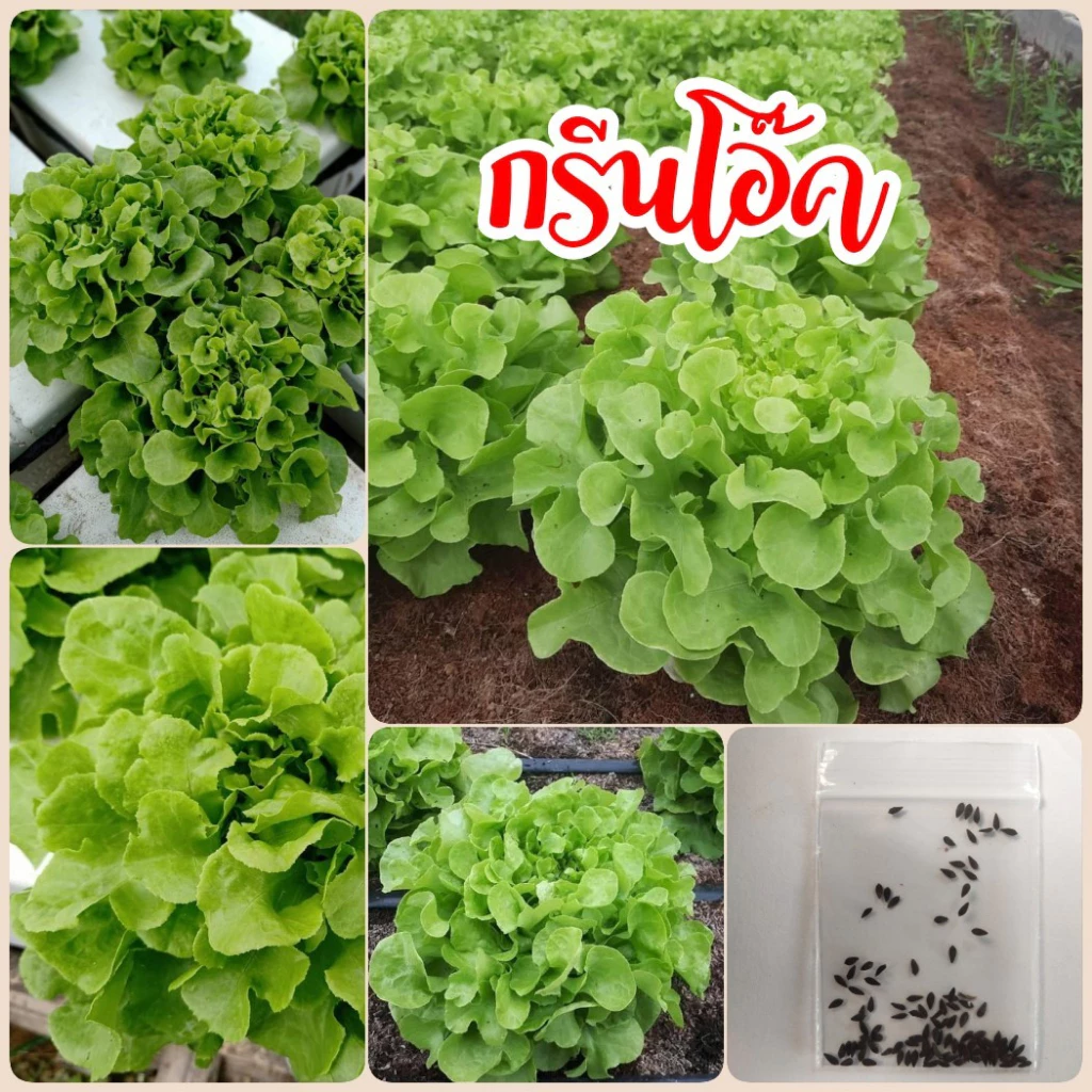 เมล็ดพันธุ์ กรีนโอ๊ค 100 เมล็ด ผักสลัด