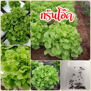 เมล็ด​พันธุ์​ กรีนโอ๊ค 100 เมล็ด ผักสลัด