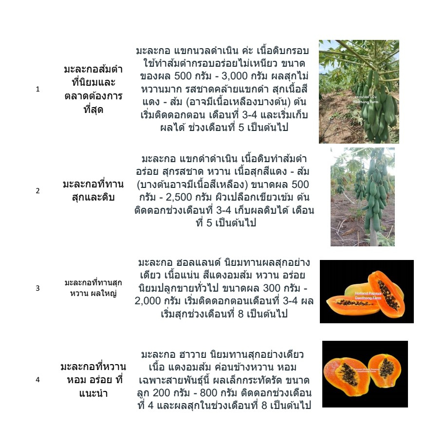 เมล็ดมะละกอแขกดำดำเนินต้นเตี้ย มะละกอกินสุกและดิบได้น้ำหนักดีลูกใหญ่ออกลูกดก แพ็ค10กรัม แถมคู่มือฟรี