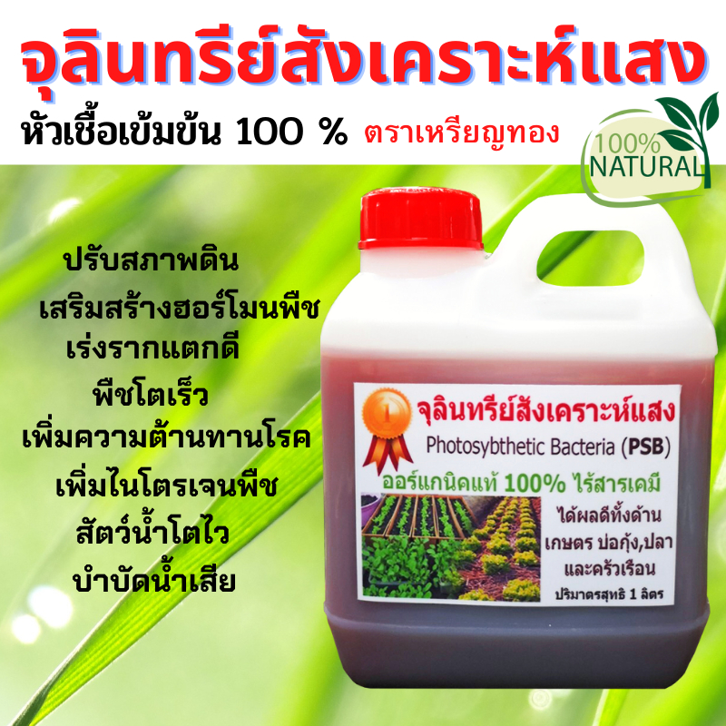 จุลินทรีย์สังเคราะห์แสง บำรุงพืช บำรุงดิน ใบเขียวสวย แตกยอดดี ขนาด1ลิตร