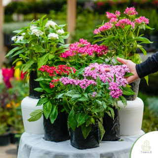 Treeno.9 T352 เข็มอินเดีย (Pentas) มี 5 สี - ถุง 6 นิ้ว / สู…