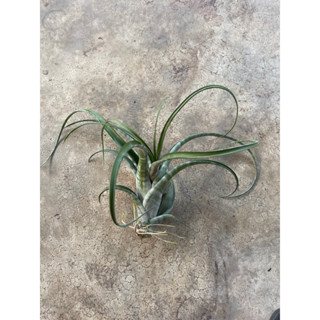 Tillandsia Flexuosa Bahamas Twisted