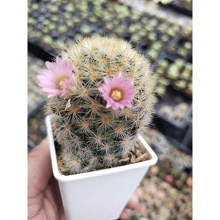 แมมมิลลาเรีย เลาอ้าย Mammillaria laui