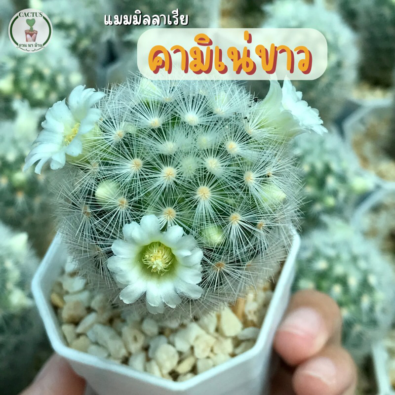 แมมมิลาเรีย คามิเน่ขาว (Mammillaria carmenae) ต้นกระบองเพชร (ส่งทั้งกระถาง)