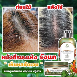 แชมพูพญายอพลูคาว กำจัดรังแค เเก้หนังหัวแห้ง ลอก เชื้อรา บนหนังศีรษะ ผมร่วง ของเเท้100%