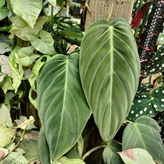 ฟิโลเดนดรอนกิแกส/Philodendron Gigas เลือกต้นได้