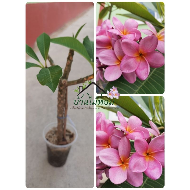 ลีลาวดีพัน​ธุ์​ม่วงพวง​สีสวยหวาน