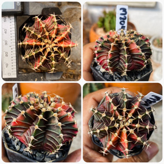 ยิมโนด่าง ไม้เมล็ด กระบองเพชร แคคตัส Gymnocalycium Cactus