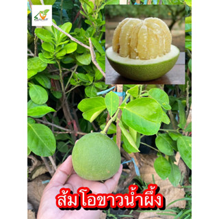 ส้มโอขาวน้ำผึ้งเป็น กิ่งตอนสูง60-80ซม.ต้นสวยรากดีพร้อมปลูก