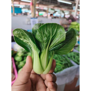 เมล็ดผักกวางตุ้งฮ่องเต้ 1000เมล็ด [ 5เเถม 1 คละได้ทั้งร้าน]