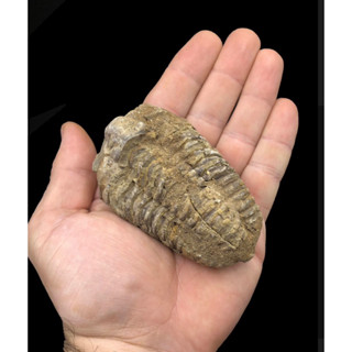1 Pc Natural telobite Fossil for collection rare Telobite fossil