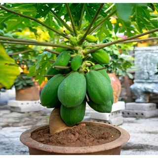 เมล็ดพันธุ์มะละกอแคระ แคริบเบี้ยน เรด(Dwarf Caribbean Red Papaya Seed) บรรจุ 25 เมล็ด ของแท้ คุณภาพดี ราคาถูก นำเข้าจาก