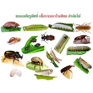 บิวเวอร์เรีย+เมธาไรเซียม +พาซิโลมัยซิส+บีที+ฮอร์โมนพืชทางใบ ชนิดน้ำพร้อมใช้ กำจัดไข่แมลง ตัวแมลง หนอนศัตรูพืช 100%ชีวภาพ