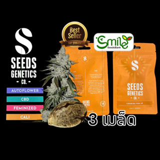 เมล็ดกัญชา Seeds Genetics.Co - Cookies (Fem)