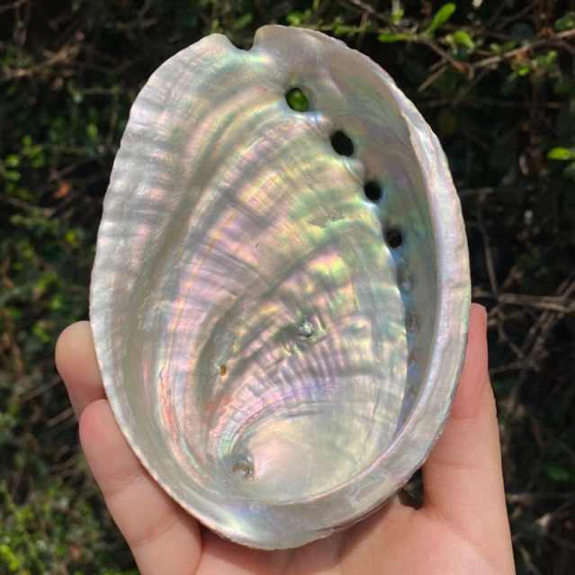 ‼️พร้อมส่งใน🇹🇭‼️Abalone shell เปลือกหอยอบาโลน ใช้สำหรับใช้คู่กับไวท์เสจและพาโล ซานโตในการชำระล้างพลังงานลบ หรือใช้วางหิน