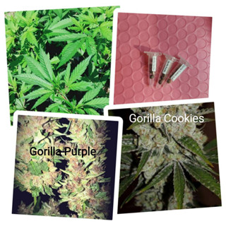 เมล็ดพันธุ์Gorilla Purple/Gorilla Cookies ใช้stsเพศเมีย ชุด5เมล็ด