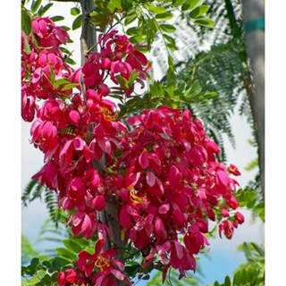 เมล็ดพันธุ์ชัยพฤกษ์ฮาวาย (Hawaiian Cassia Javanica Seed) บรรจุ 20 เมล็ด ของแท้ คุณภาพดี ราคาถูก นำเข้าจากต่างประเทศ